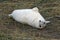 Grey seals on the coast