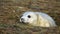 Grey seals on the coast