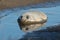 Grey Seals at Donna Nook