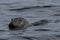 Grey Seals, Farne Inslands