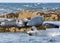 Grey seals on the Farne Island