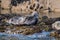 Grey Seals at Farne Islands