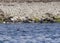 Grey Seals at Farne Islands.