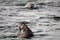 Grey seals, Farne Islands Nature Reserve, England