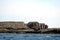 Grey seals, Farne Islands Nature Reserve, England