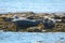 Grey seals, Farne Islands Nature Reserve, England