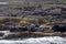 Grey seals, Farne Islands Nature Reserve, England