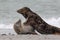 Grey Seals (Halichoerus grypus)