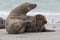 Grey Seals (Halichoerus grypus)