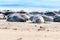 Grey seals, Halichoerus grypus, lying down on a beach of Dune island in Northern sea, Germany. Funny animals on a