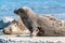 Grey seals, Halichoerus grypus, lying down on a beach of Dune island in Northern sea, Germany. Funny animals on a