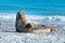 Grey seals, Halichoerus grypus, lying down on a beach of Dune island in Northern sea, Germany. Funny animals on a