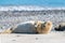 Grey seals, Halichoerus grypus, lying down on a beach of Dune island in Northern sea, Germany. Funny animals on a