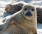 Grey seals, Halichoerus grypus, lying down on a beach of Dune island in Northern sea, Germany. Funny animals on a