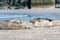 Grey seals, Halichoerus grypus, lying down on a beach of Dune island in Northern sea, Germany. Funny animals on a