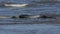 Grey Seals, Halichoerus grypus, play fighting in the sea during breeding season.