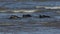 Grey Seals, Halichoerus grypus, play fighting in the sea during breeding season.