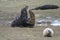 Grey Seals Mating at the Donna Nook Nature Reserve