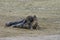 Grey Seals Mating at the Donna Nook Nature Reserve