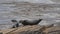 Grey Seals resting on a rocky shore