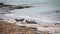 Grey Seals resting on a rocky shore, Orkney