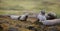 Grey seals in Scotland