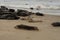 Grey seals on the shore