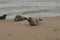 Grey seals on the side