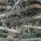 Grey seamless texture intertwined branches.