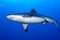 A grey shark jaws ready to attack underwater close up portrait