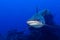 A grey shark jaws ready to attack underwater close up portrait