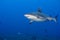 A grey shark jaws ready to attack underwater close up portrait