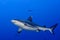 A grey shark jaws ready to attack underwater close up portrait