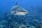 A grey shark jaws ready to attack underwater portrait