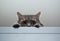 Grey siberian cat laying on cupboard