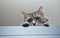 Grey siberian cat laying on cupboard