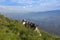 Grey Siberian husky dog hiking in the green mountains, the Chornohora