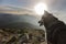Grey Siberian husky dog at the orange sunset in the mountains