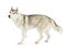 Grey siberian Husky is running