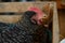 Grey sick unhealthy chicken with open beak in wooden box