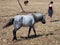 Grey Skyros Pony, Greece