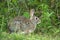 Grey small hare eating grass on summer field. Wild rabbit in nature