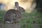 Grey small hare eating grass on summer field. Wild rabbit in nature