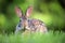 Grey small hare eating grass on summer field. Wild rabbit in nature