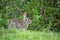 Grey small hare eating grass on summer field. Wild rabbit in nature