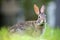 Grey small hare eating grass on summer field. Wild rabbit in nature