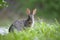 Grey small hare eating grass on summer field. Wild rabbit in nature