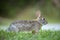 Grey small hare eating grass on summer field. Wild rabbit in nature