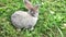 Grey small rabbit