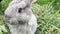 Grey small rabbit